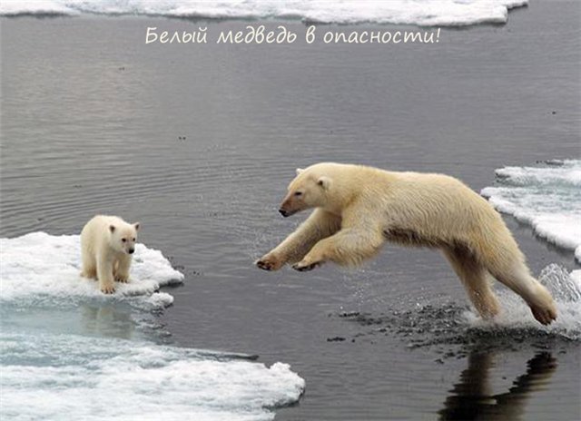 Если ты любишь животных, оставь их дикими... Мия и Кука встали на защиту животных