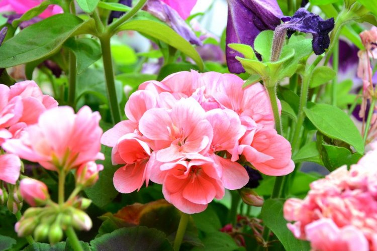 Очарование стринных французских городов (фото 10)