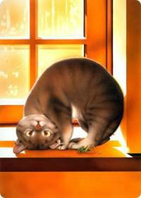 «Мяу» особого назначения или Весенняя кошкотерапия