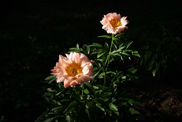 Маленькое приключение в саду цветов. Connie Lowe (фото 3)