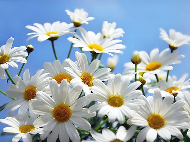 Новая коллекция летних вязаных нарядов для фейсинок, готциков, паолок под названием "Ромашки"