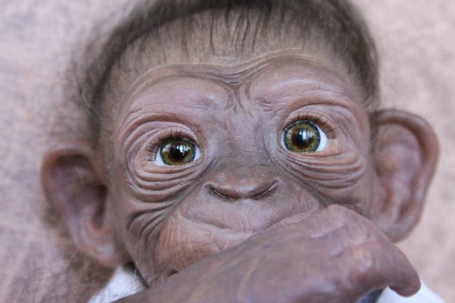 Гога, он же Гоша,он же Гора, он же Жора, здесь проживает? кукла реборн Элины Кудрявцевой