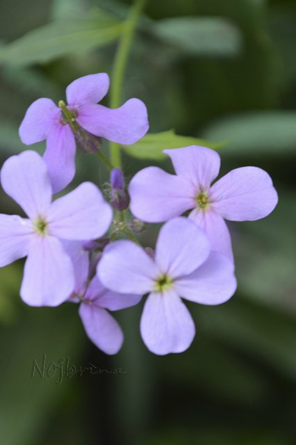 Яркие краски. Вихтели Rosemarie Anna Muller