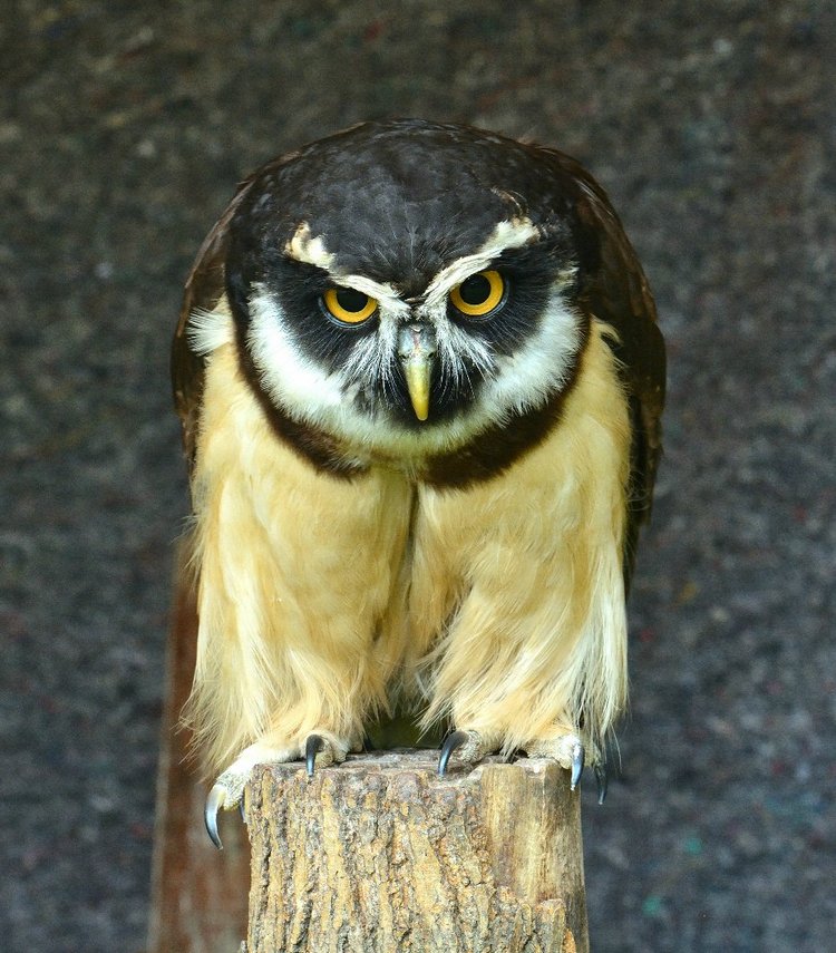 Hirschpark Hamburg. Олений парк. ВИДЕО