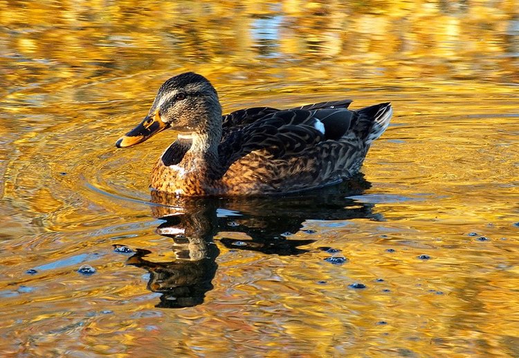 Красотка-осень — Болталка и разговоры обо всем: жизнь (фото 5)