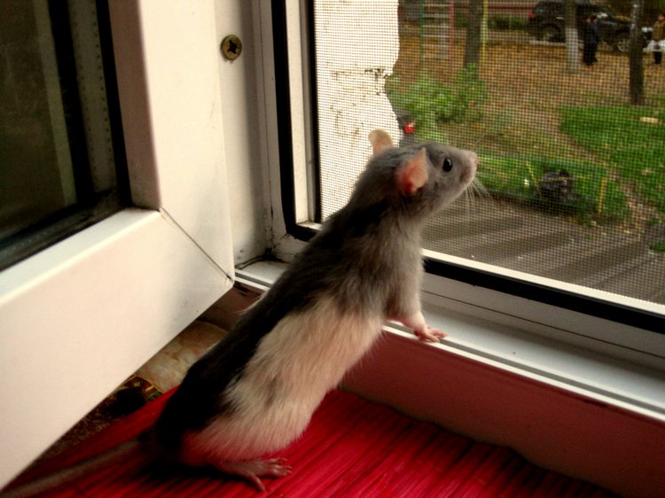 Маш новенький малыш Ванечка. Коллекционная кукла Tinneke Steensens | Бэйбики Маш новенький малыш Ванечка. Коллекционная кукла Tinneke Steensens (фото 5)