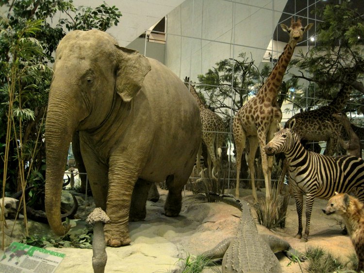 День в музее. Анжела в Государственном Дарвиновском музее