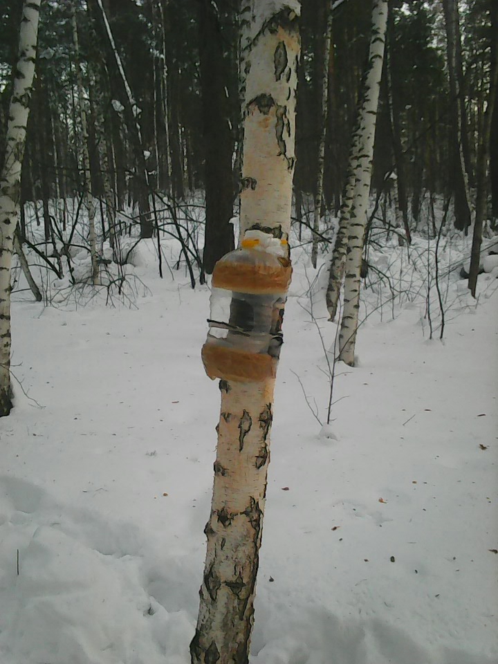 Интересное наблюдение за птицами у кормушки