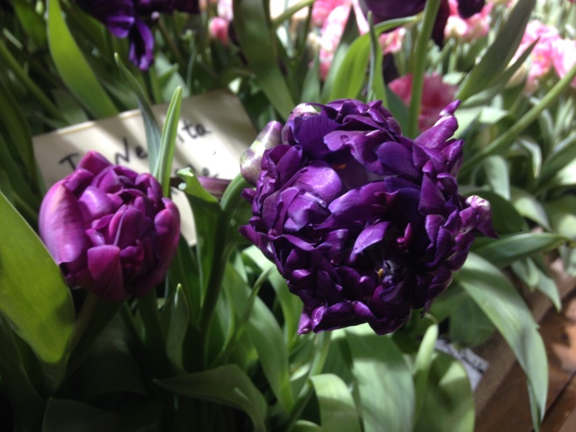 Поздравление с 8 Марта или "Репетиция весны в аптекарском огороде"