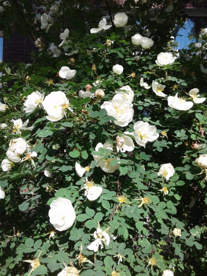 Природа Пскова: из весны в лето