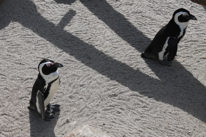 По Германии: зоопарк Лейпцига, часть 1 (фото 8)