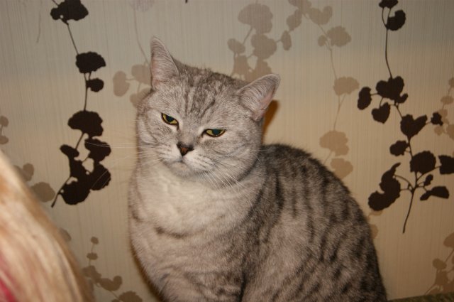 Ах, глаза у Siniглазки вы у неба взяли краски (фото 4)