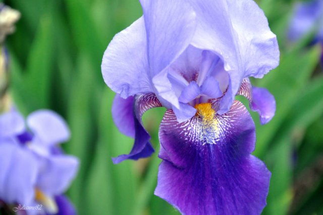 Моя вторая Olivia от Helen Kish | Бэйбики Моя вторая Olivia от Helen Kish