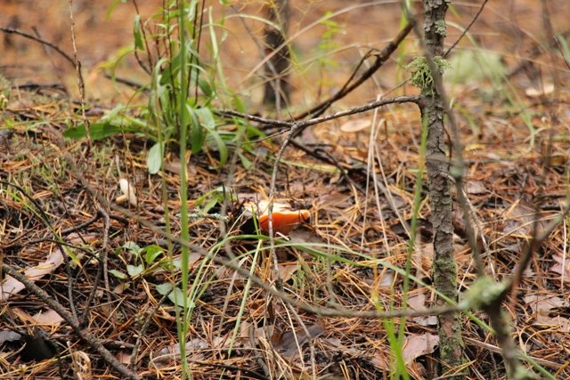 По грибы. Бузулукский бор