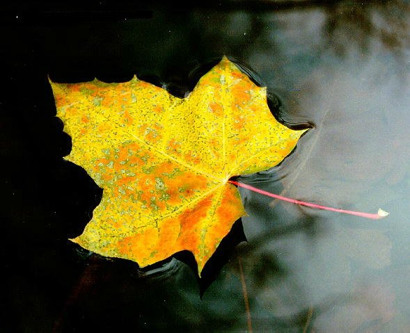 Желтый лист.. Осенняя сказка. Натали от LUTS с мейком от Wolkolak