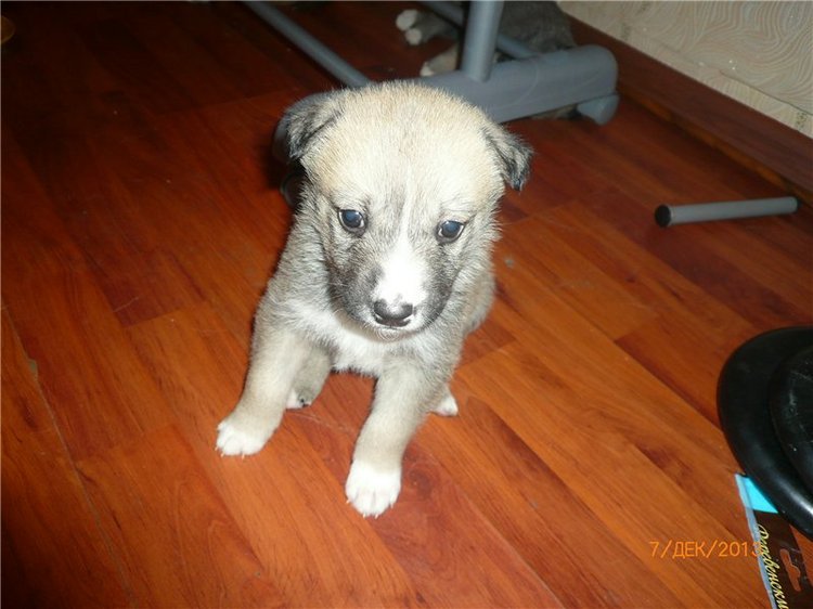 Куклы и собаки. Радость в нашем доме