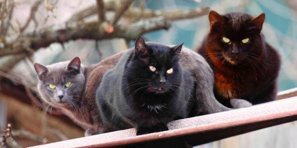 «Мяу» особого назначения или Весенняя кошкотерапия (фото 7)