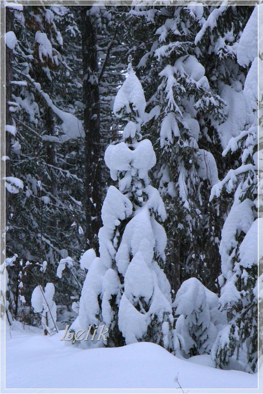 12 месяцев, или как Тамира за подснежниками ходила ) (фото 9)