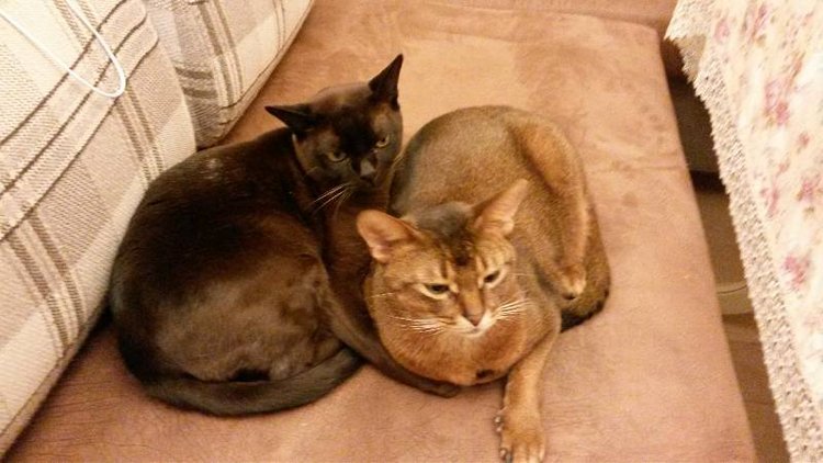 Наше участие в конкурсе Кукла и питомец | Бэйбики Наше участие в конкурсе Кукла и питомец