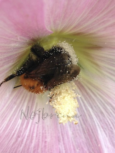 Яркие краски. Вихтели Rosemarie Anna Muller