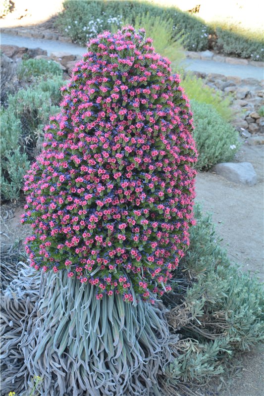 Испания. Тенерифе. Часть 1