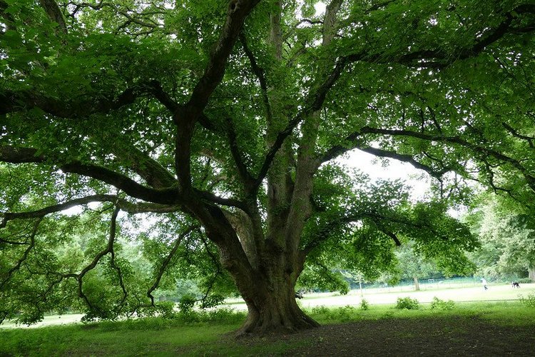 Hirschpark Hamburg. Олений парк. ВИДЕО