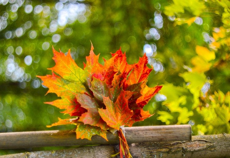 Красотка-осень — Болталка и разговоры обо всем: жизнь