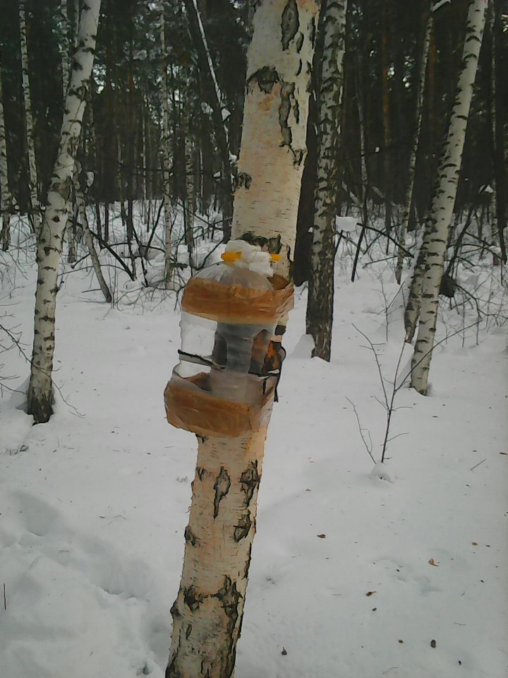 Интересное наблюдение за птицами у кормушки