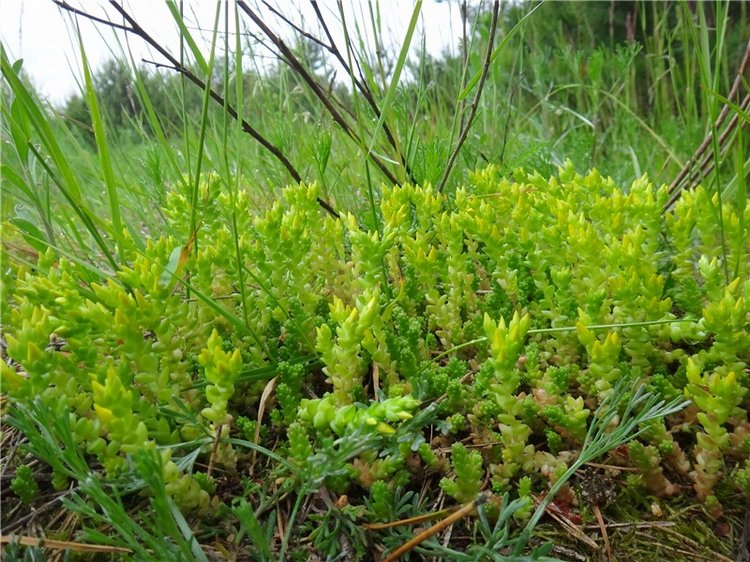 Китти и Гретхен на Орше — Куклы Gabriele Muller (Габриэле Мюллер): немецкий фарфор