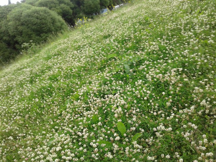 Псков: из лета в лето. Прогулки по городу и куклы