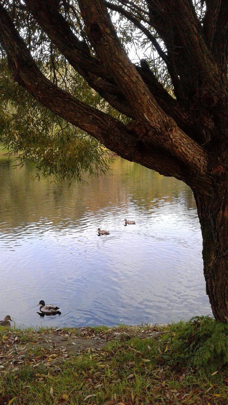 Зимнее солнце. Глава 6. Дом там, где сердце