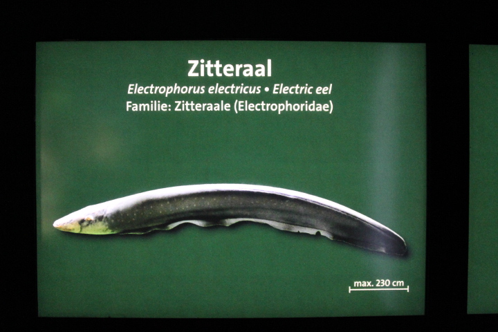 По Германии: зоопарк Лейпцига, часть 1