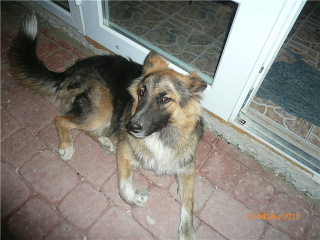 Сосенка Пин. Отпуск — Разные куклы BJD (БЖД): редкие бренды