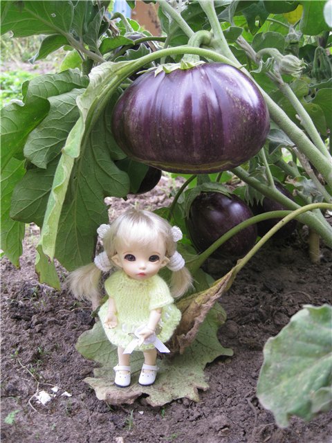 Маленькая дачница! Пукифи Анте Элис | Бэйбики Маленькая дачница! Пукифи Анте Элис