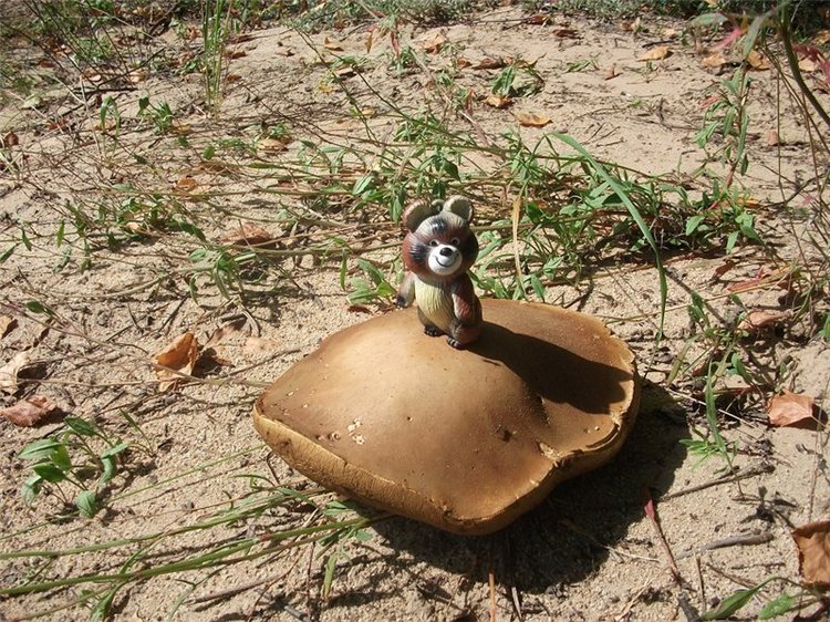 Миша-Мишанька-Моя любимая игрушка детства (фото 4)