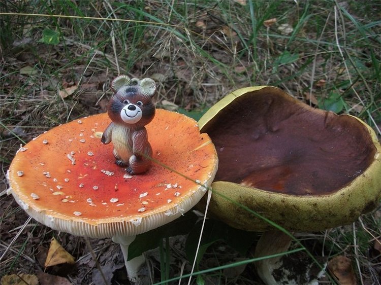 Миша-Мишанька-Моя любимая игрушка детства (фото 8)