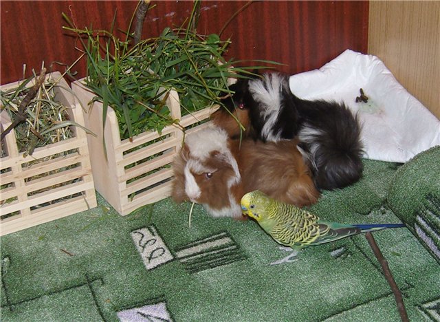 Мои любимые свинтусы Арлекин, Домино, Кёрли и Кума (фото 7)