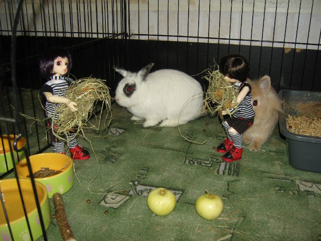 Юннаты - Рен и Ран — Куклы Dollzone (Доллзон): BJD (БЖД) (фото 5)