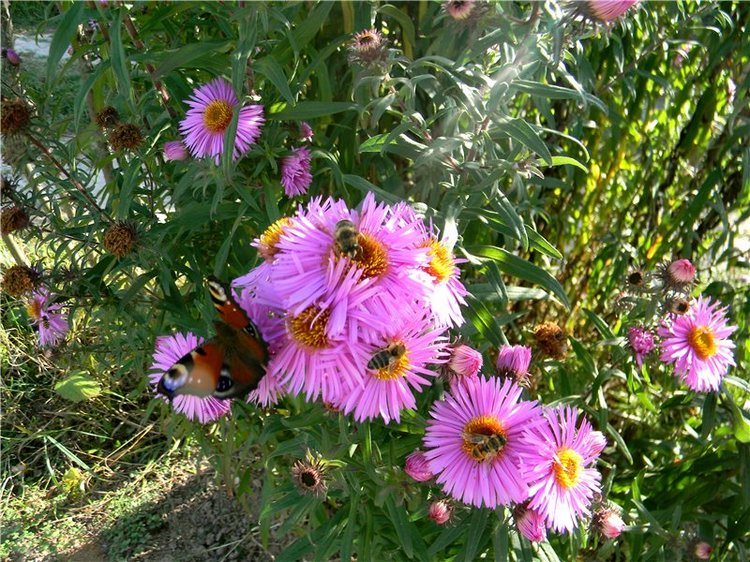 В сентябре пришло к нам лето! Мальва Zwergnase, мой рыжий эльфик