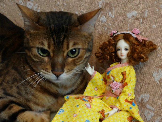 Метелька и её новый друг | Бэйбики Метелька и её новый друг — Куклы Souldoll (Соулдолл): BJD (БЖД) (фото 7)