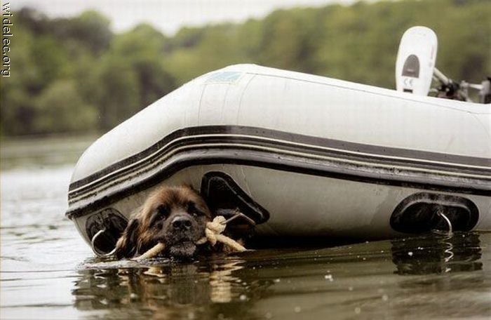 Если вы хотите завести собаку (фото 8)