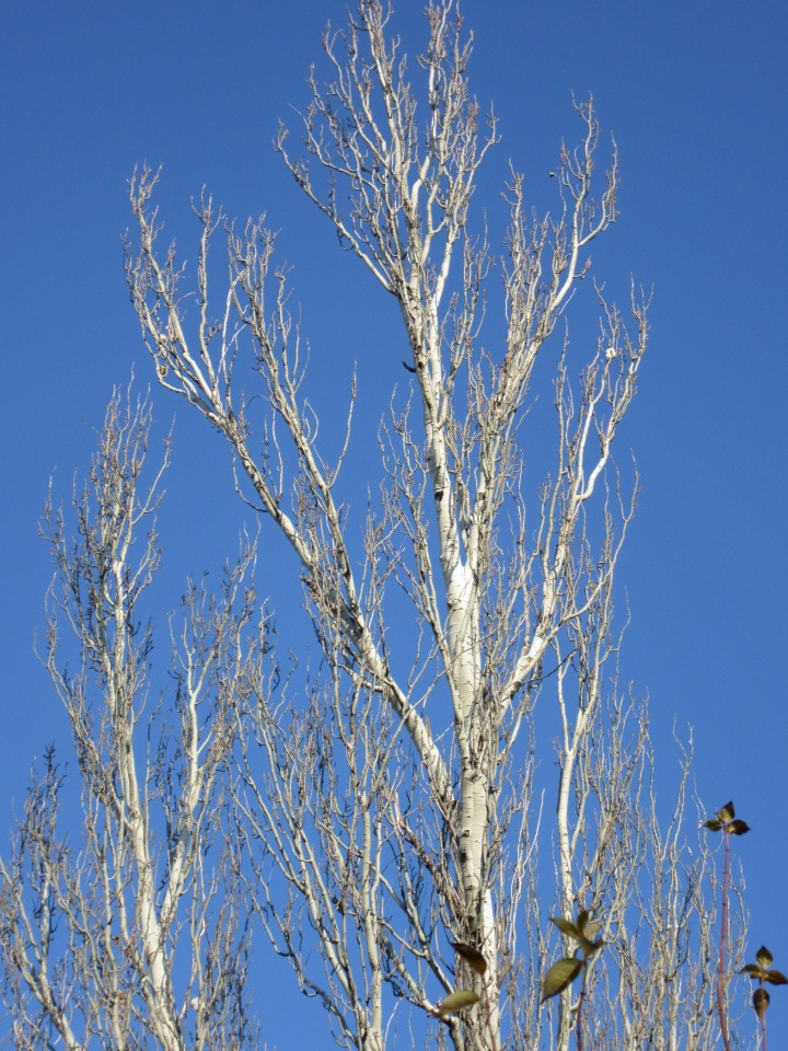 Утренняя прогулка в парке Горького с Соломоном и Анхен, или О сложностях гуляния с собакой и куклой одновременно