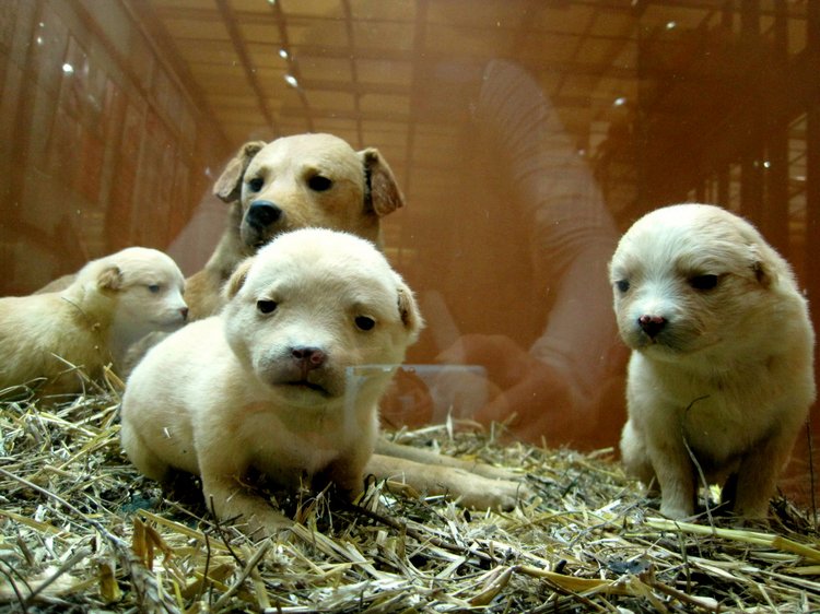 День в музее. Анжела в Государственном Дарвиновском музее