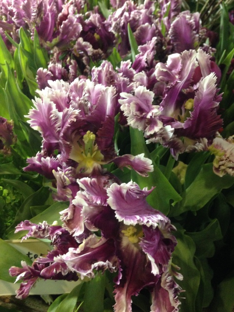 Поздравление с 8 Марта или "Репетиция весны в аптекарском огороде"