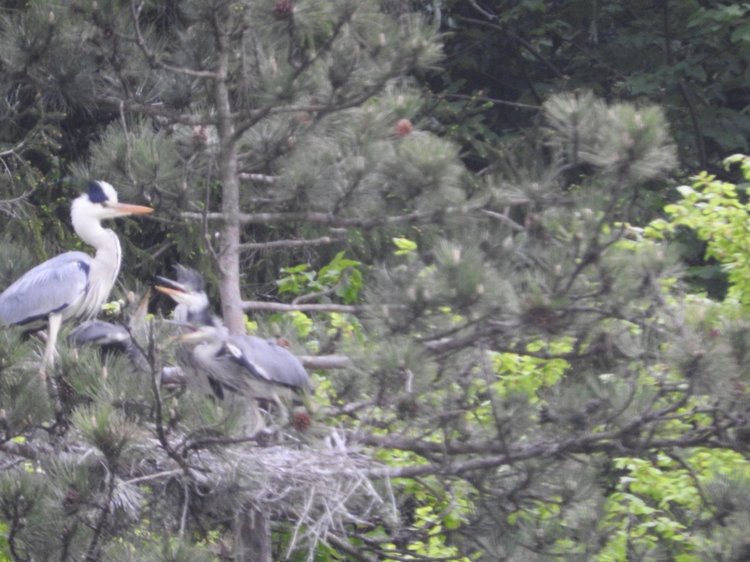 Любителям птиц. Серая цапля Словении