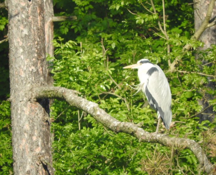 Любителям птиц. Серая цапля Словении