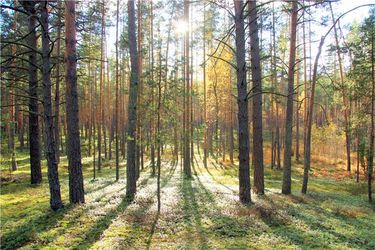 Зайка Зося. Авторская ручная работа Труничевой Ирины (фото 5)