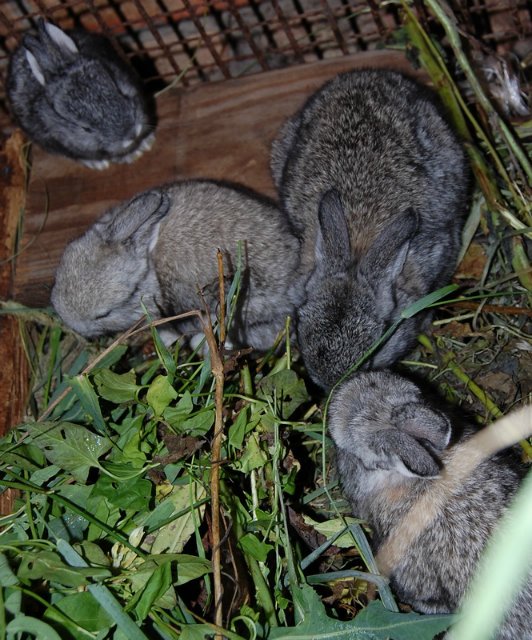 Помошница, хозяюшка Олюшка (Bettina Feigenspan-Hirsch / Zapf )