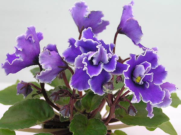 Девочка - фиалка! Лайла эльф от Kaye Wiggs (фото 6)