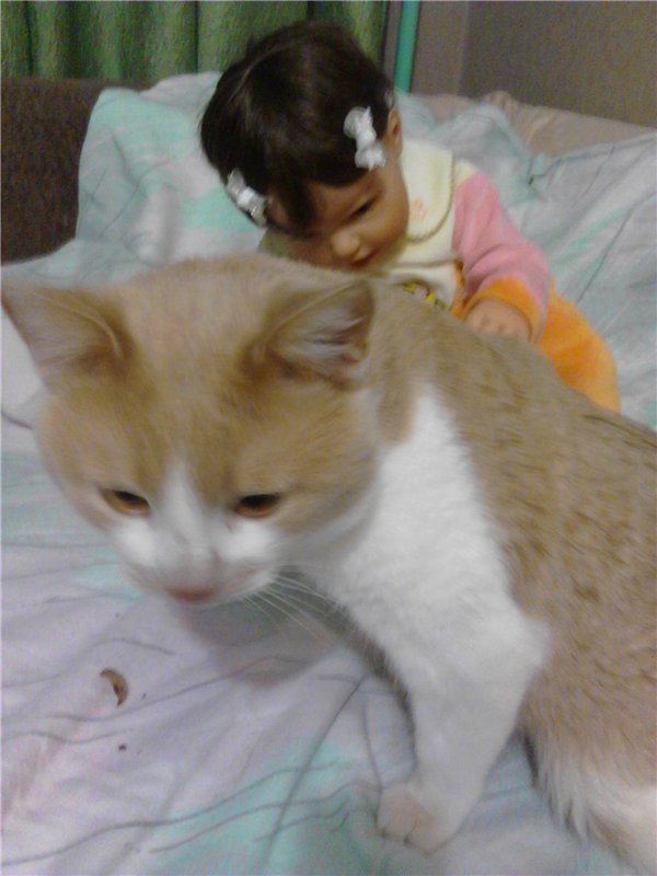 Наша любопытинка Катюшка lee Middleton и ее Кыся (первое знакомство) (фото 6)